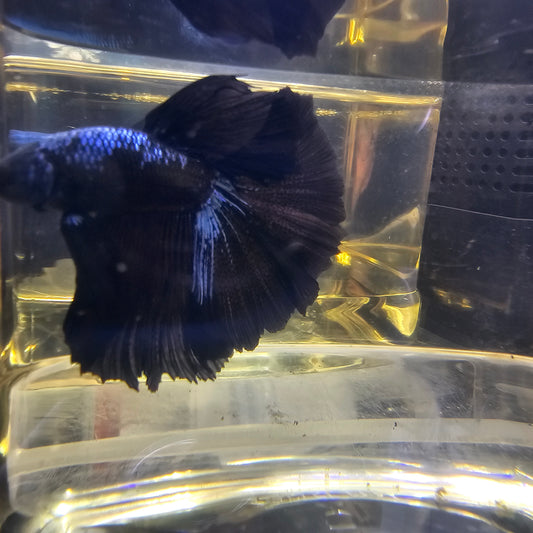 AVATAR GALAXY HALFMOON (OHM) 0656