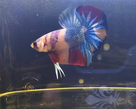 NEMO CANDY PK(VIOLA) 10