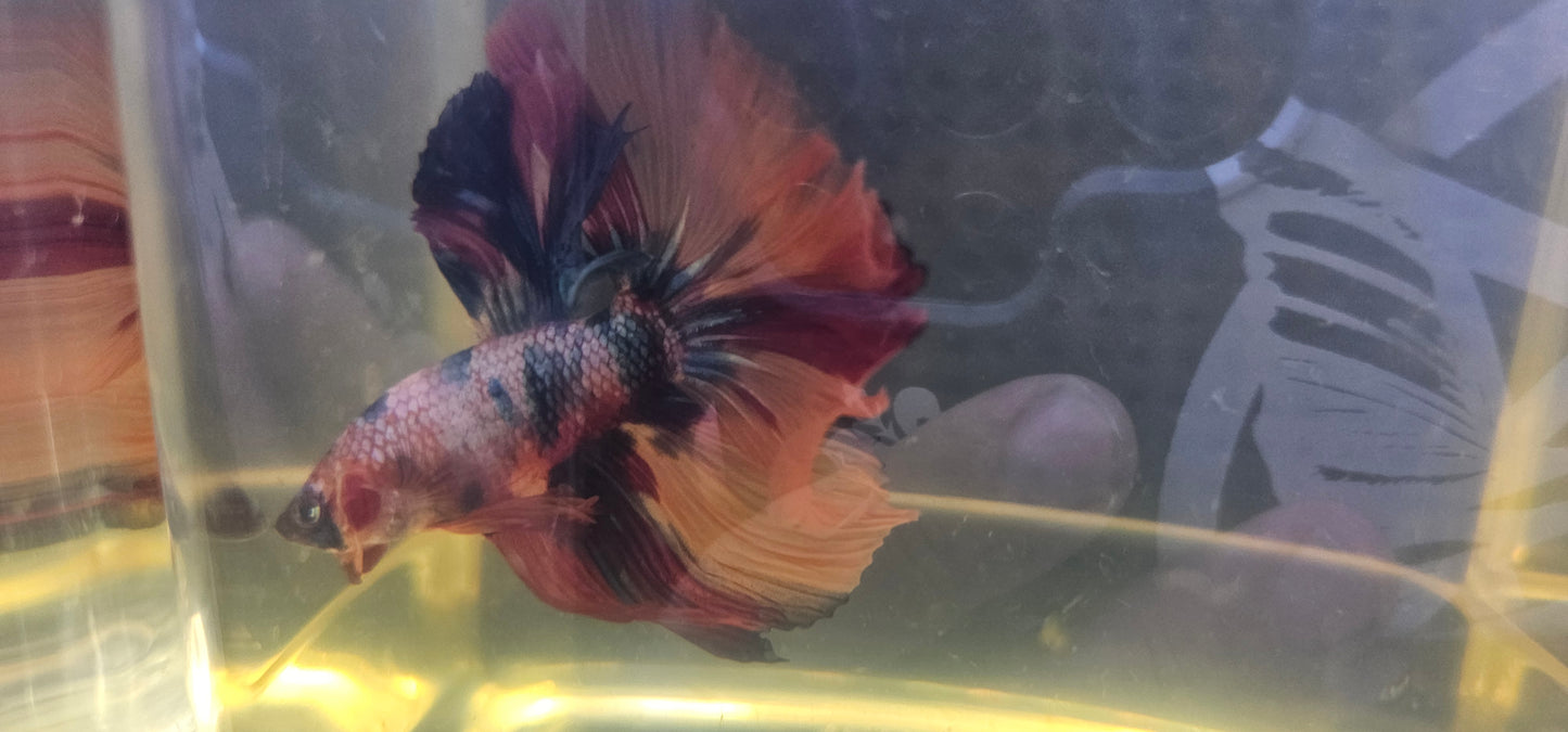 CANDY HALFMOON (OHM)0606