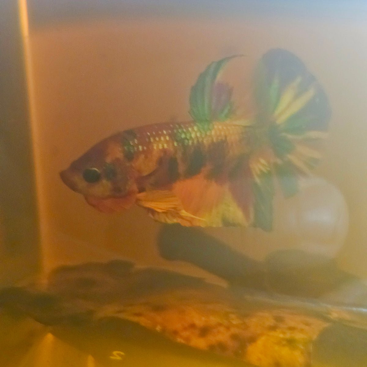 Metalic Candy Betta 260472