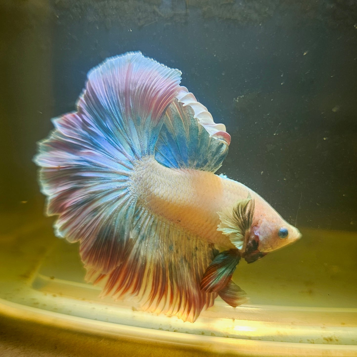 Light Color Maple Leaf Dumbo Halfmoon Betta 2605B39