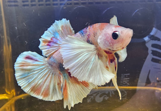 MULTICOLOR DUMBO PK 0501