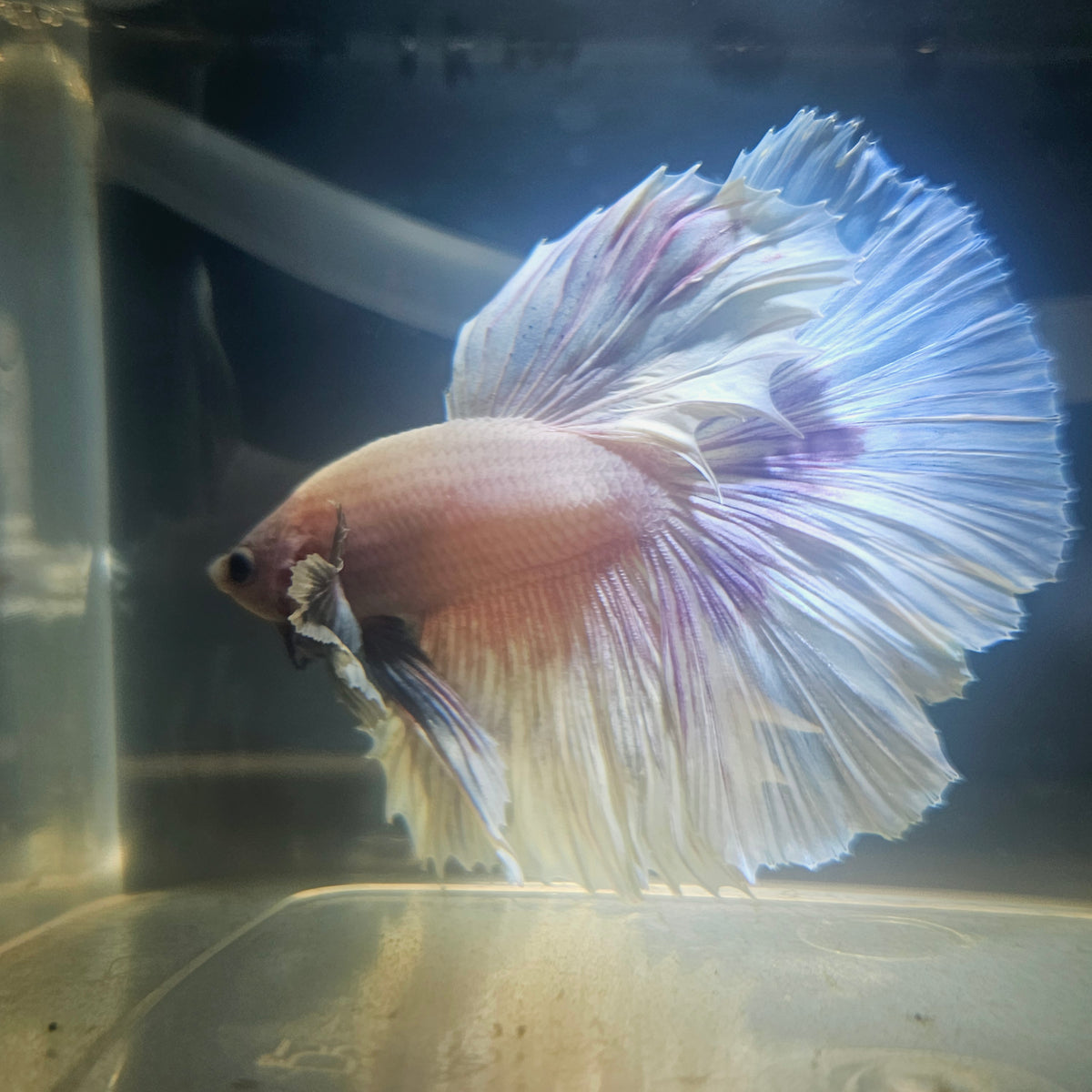 Purple White Rosetail Dumbo Halfmoon Betta 2605A31