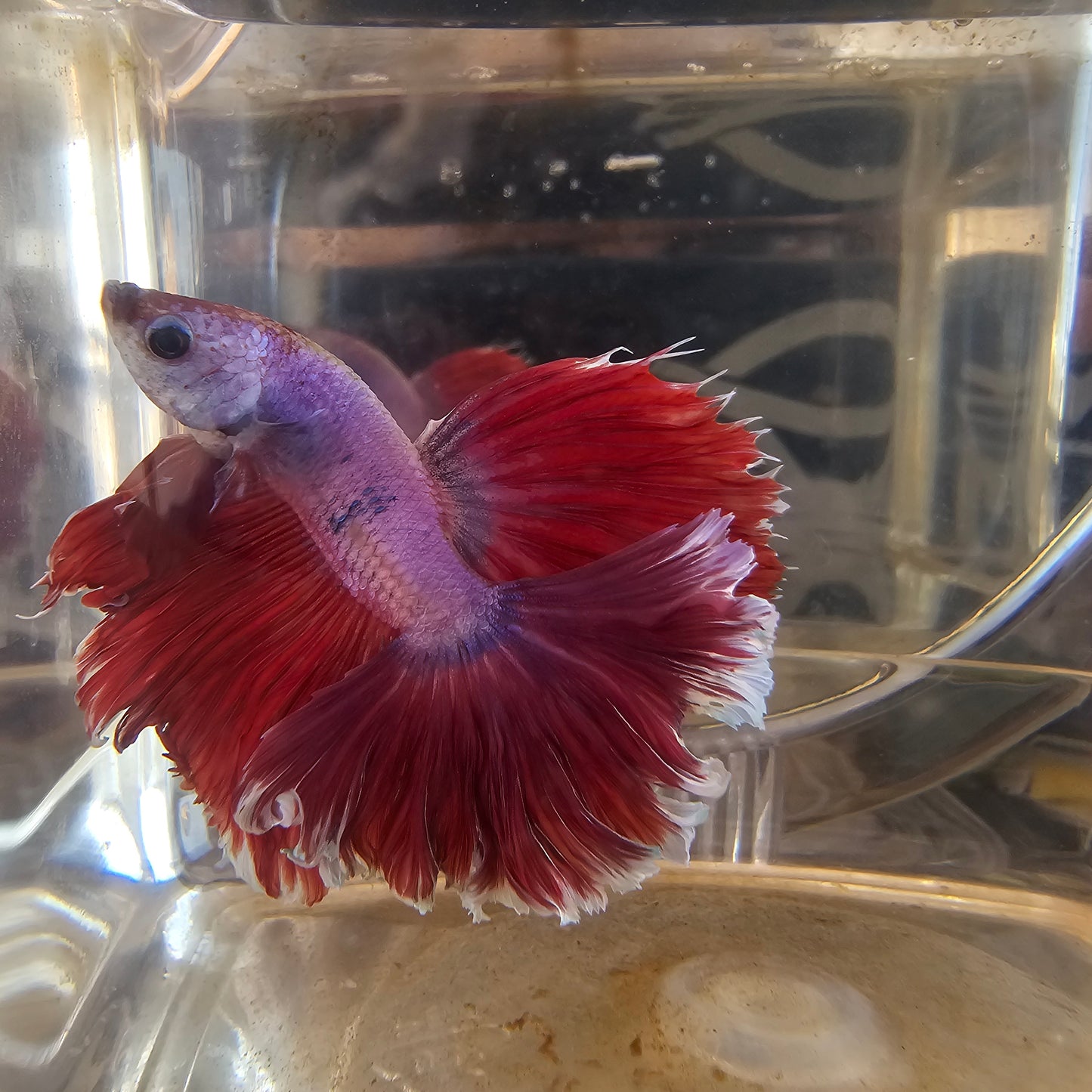 Halfmoon Apache fucsia 250730