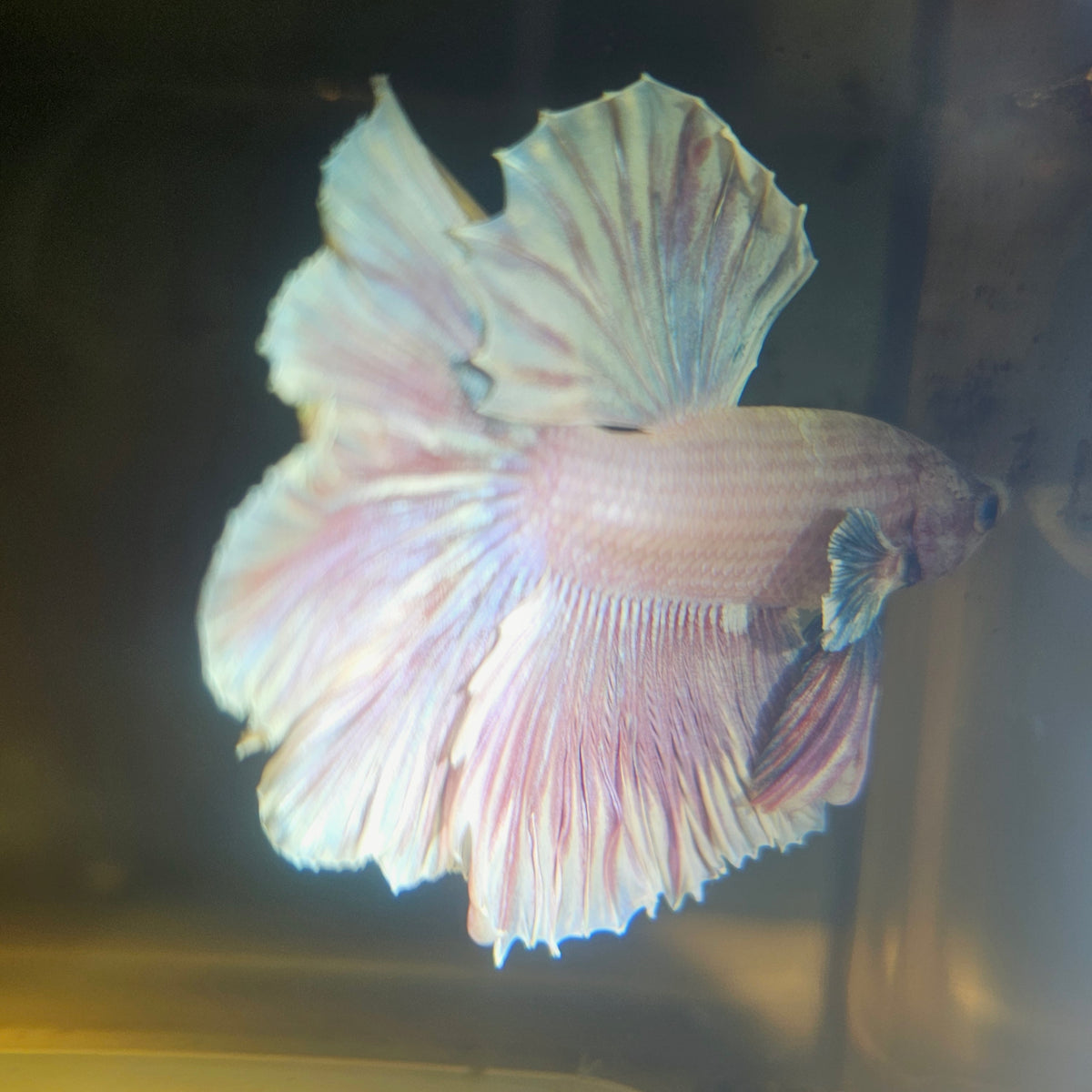 Dark Color Rosetail Halfmoon Betta 2605B44