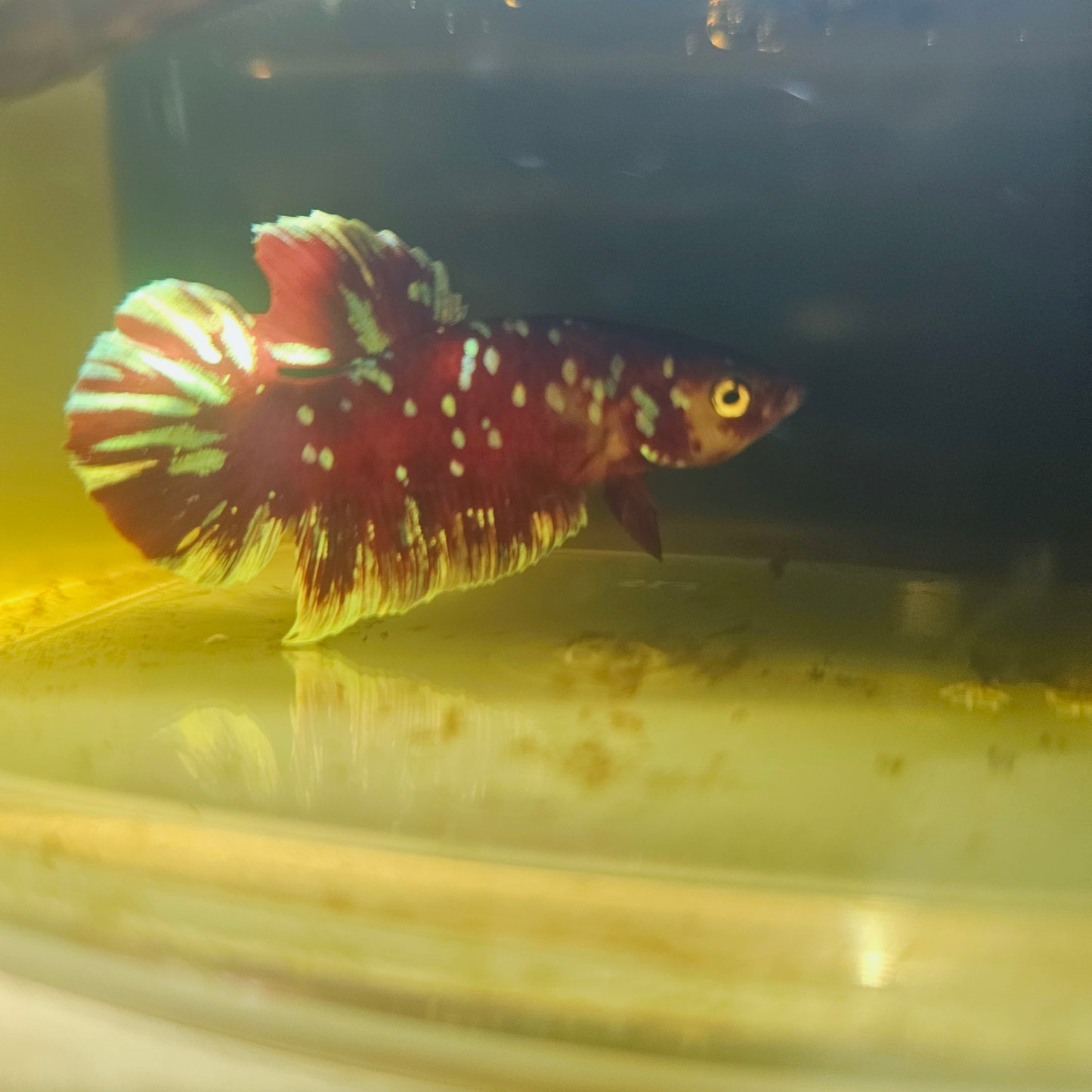 BARONGSAI BETTA 260497