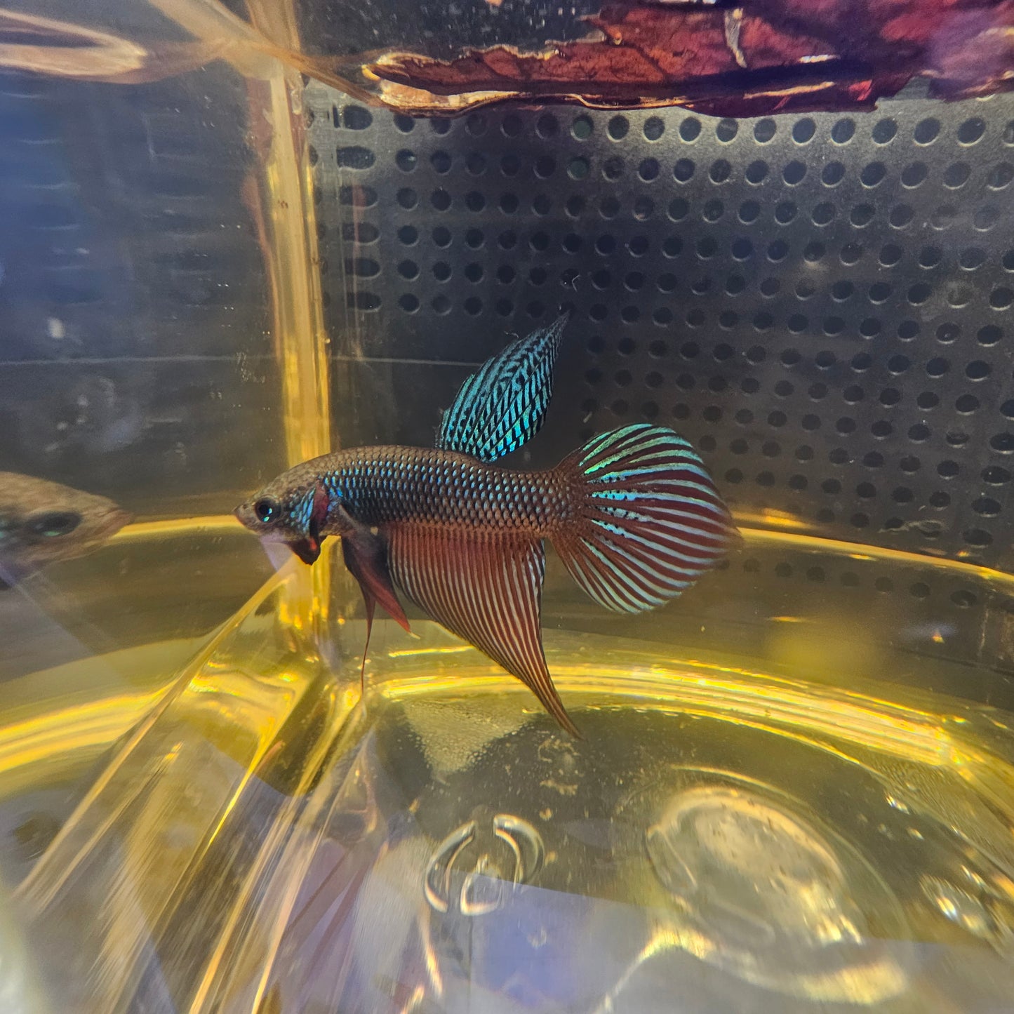 WILD BETTA SMARAGDINA CODA CHITARRA 0625