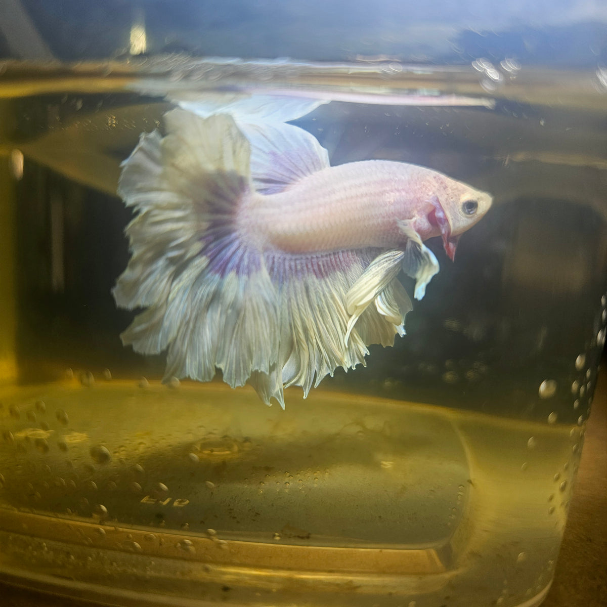 Light Color Maple Leaf Halfmoon Betta 2605A06