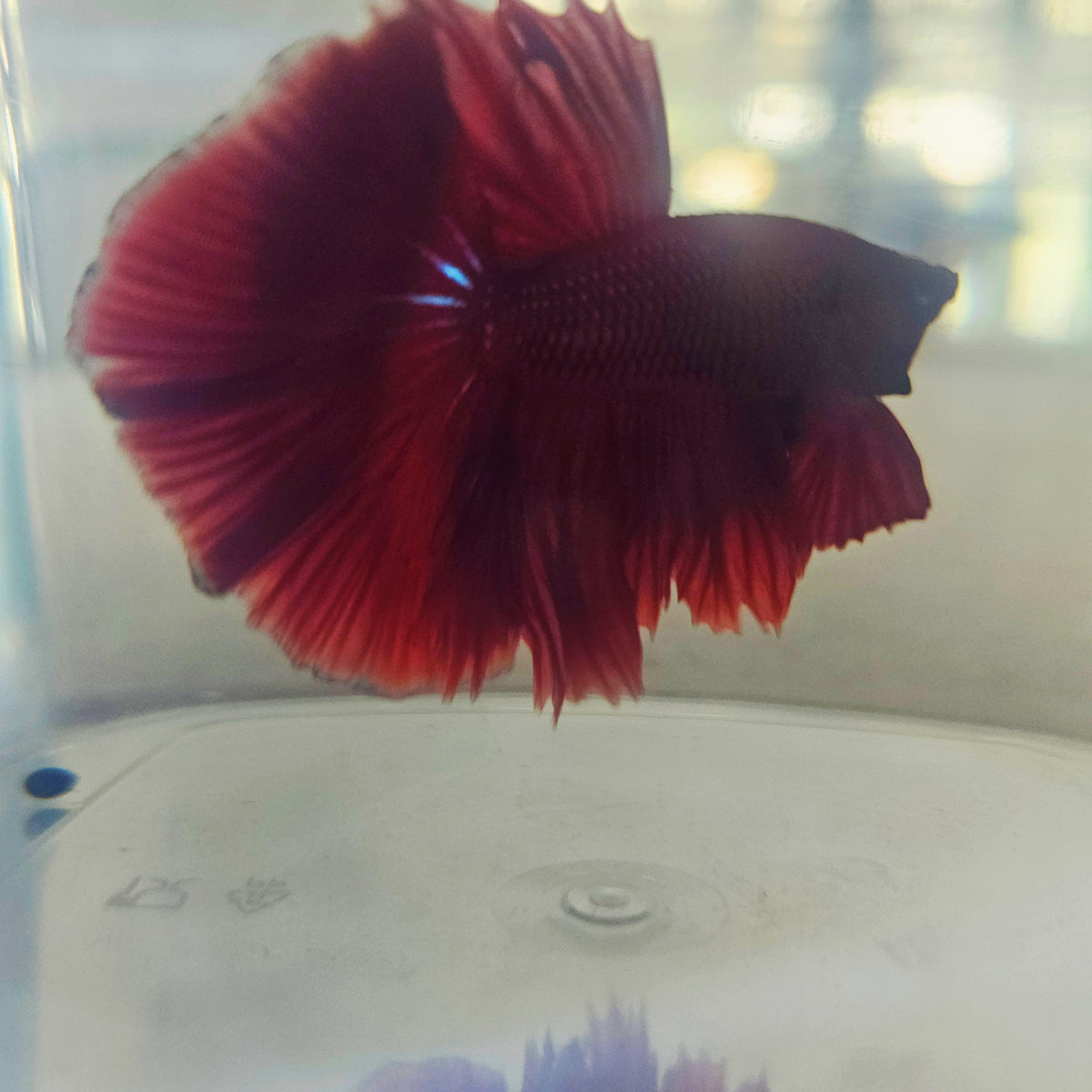 SOLID COLOR SPECIAL TAIL HALFMOON BETTA 260918