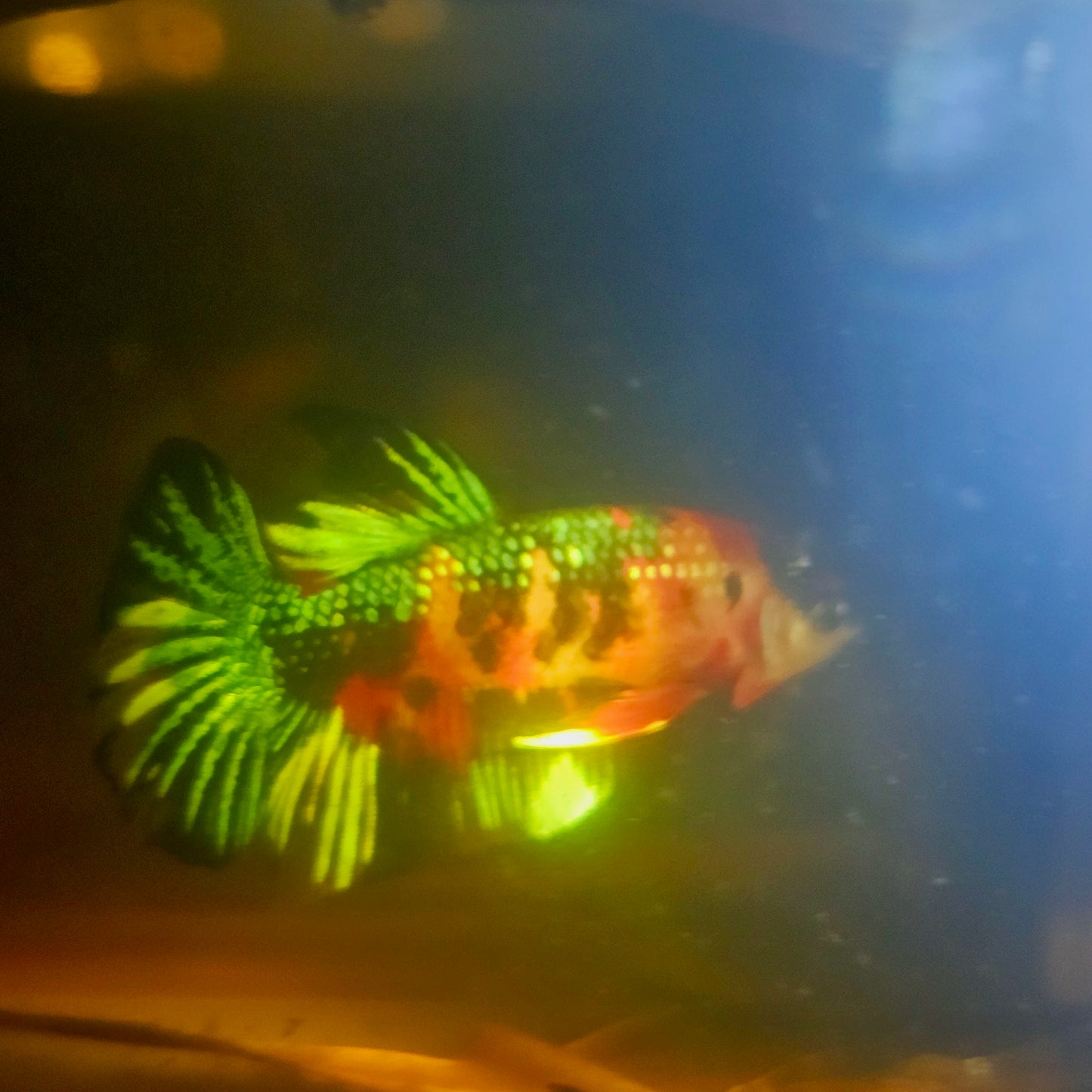 METALIC CANDY BETTA 260403