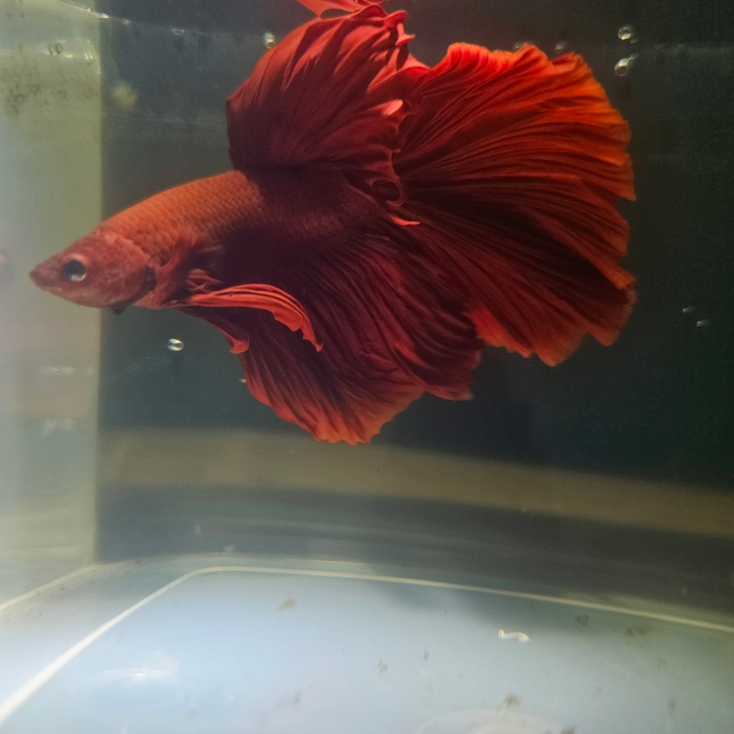 Giant Full Red Rosetail Halfmoon Betta(OHM) 2605A28