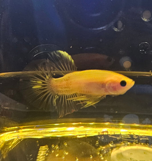 KOI BETTA TRASPARENTE 01