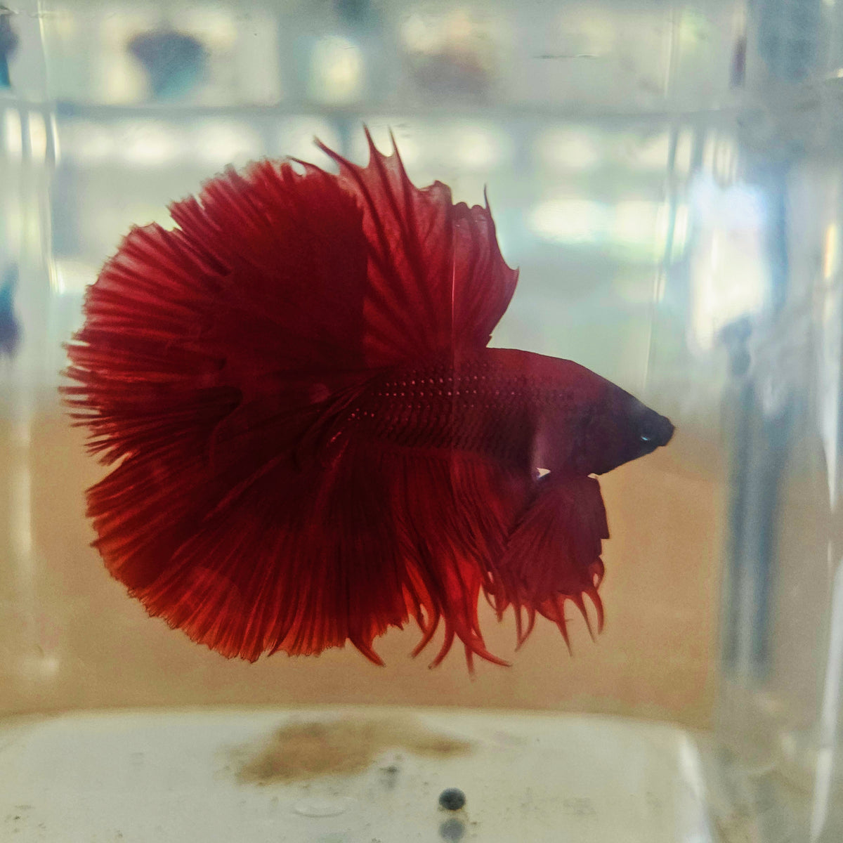 SOLID COLOR SPECIAL TAIL HALFMOON BETTA 260914