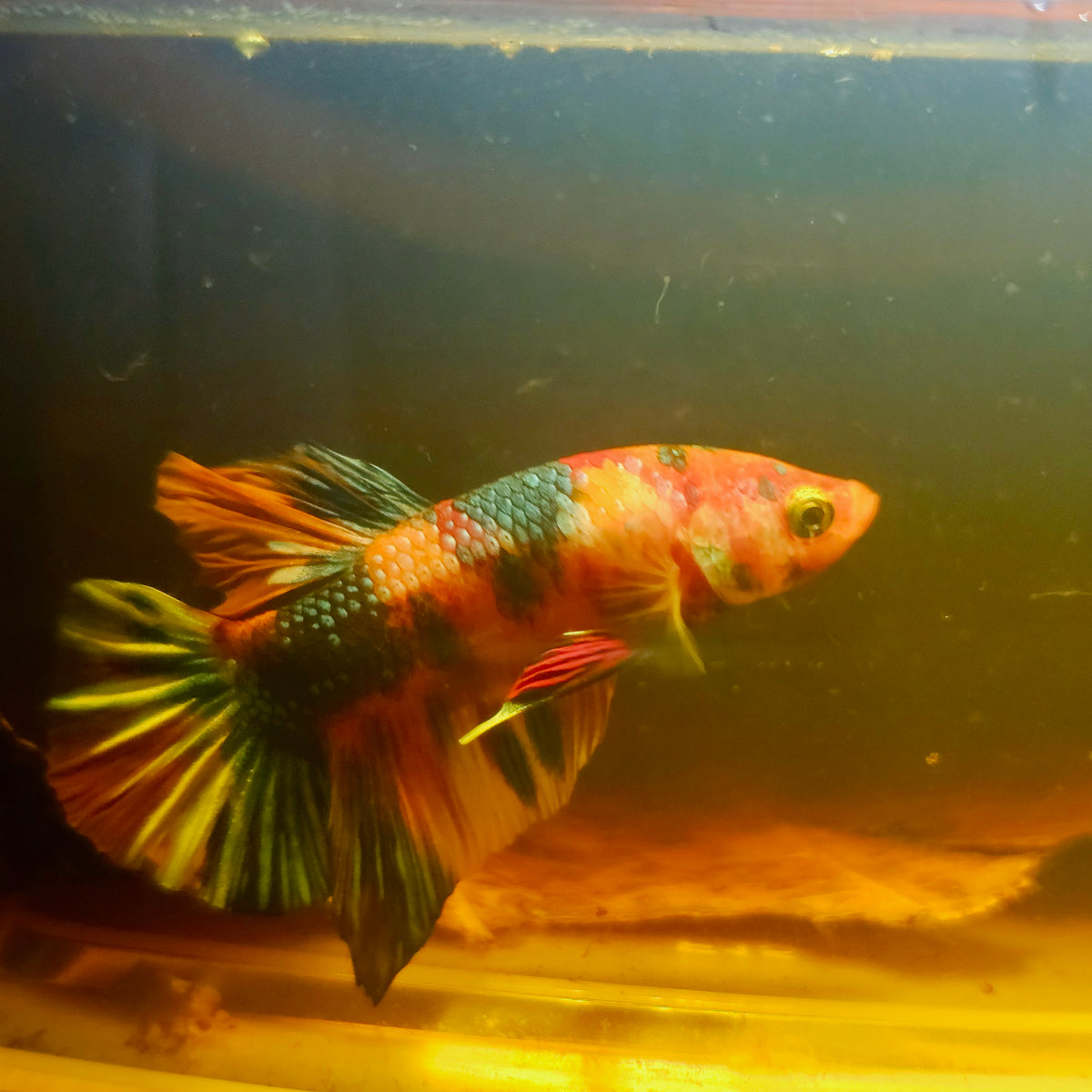 Metalic Candy Betta 260442