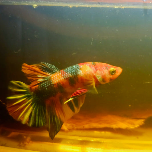 METALIC CANDY BETTA 260442