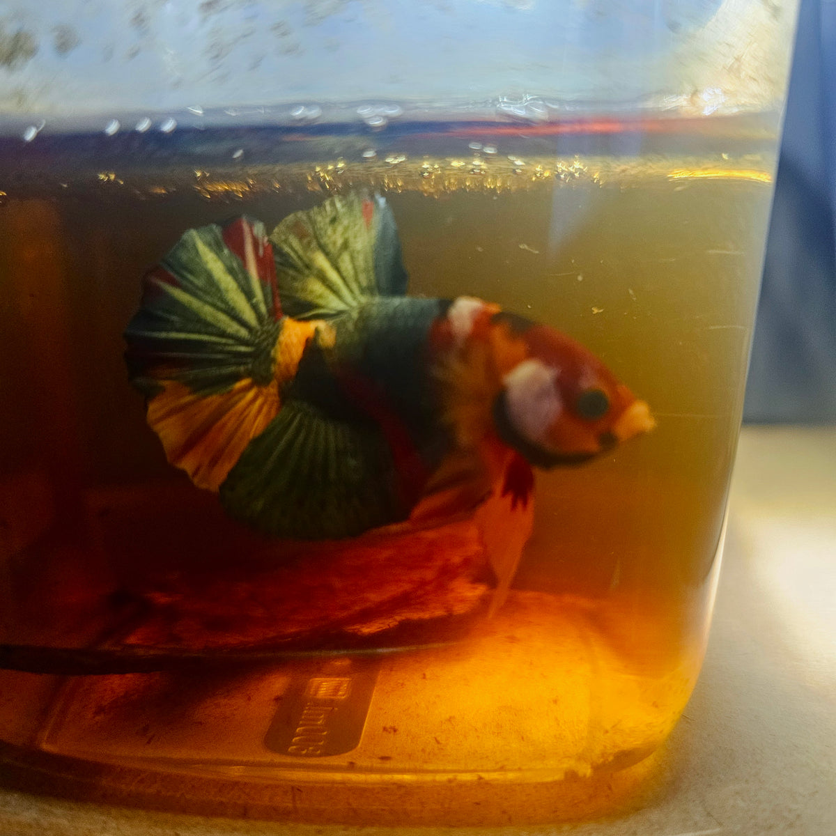 Nemo Candy Betta 260490