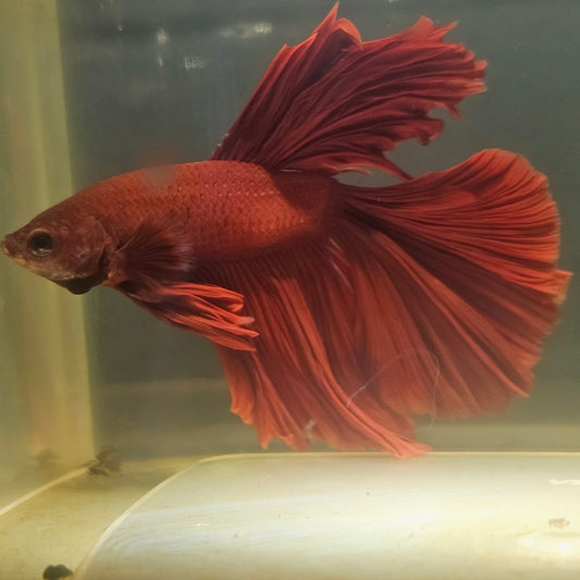 Giant Full Red Rosetail Halfmoon Betta(OHM)2605A33