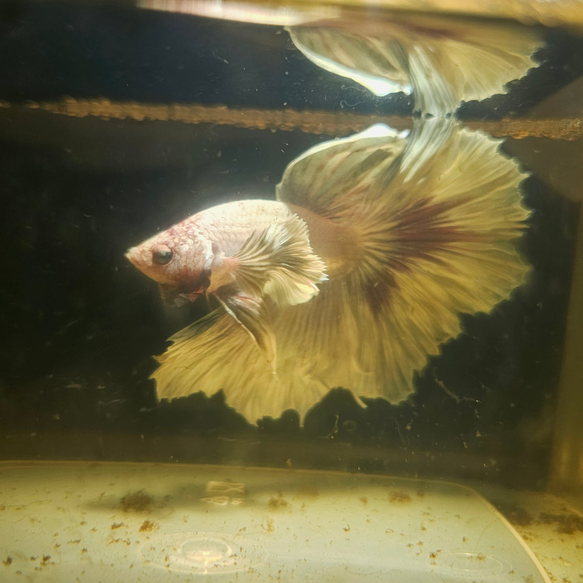 Light Color Maple Leaf Halfmoon Betta 2605B59