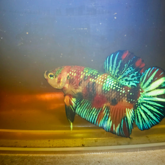 METALIC CANDY BETTA 260450