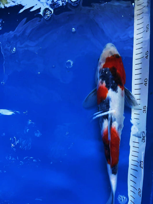 ALLEVATORE CINESE DI KOI