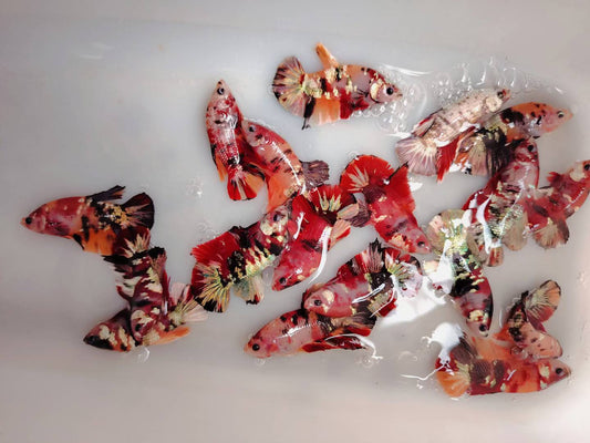I NOSTRI BETTA E GUPPY