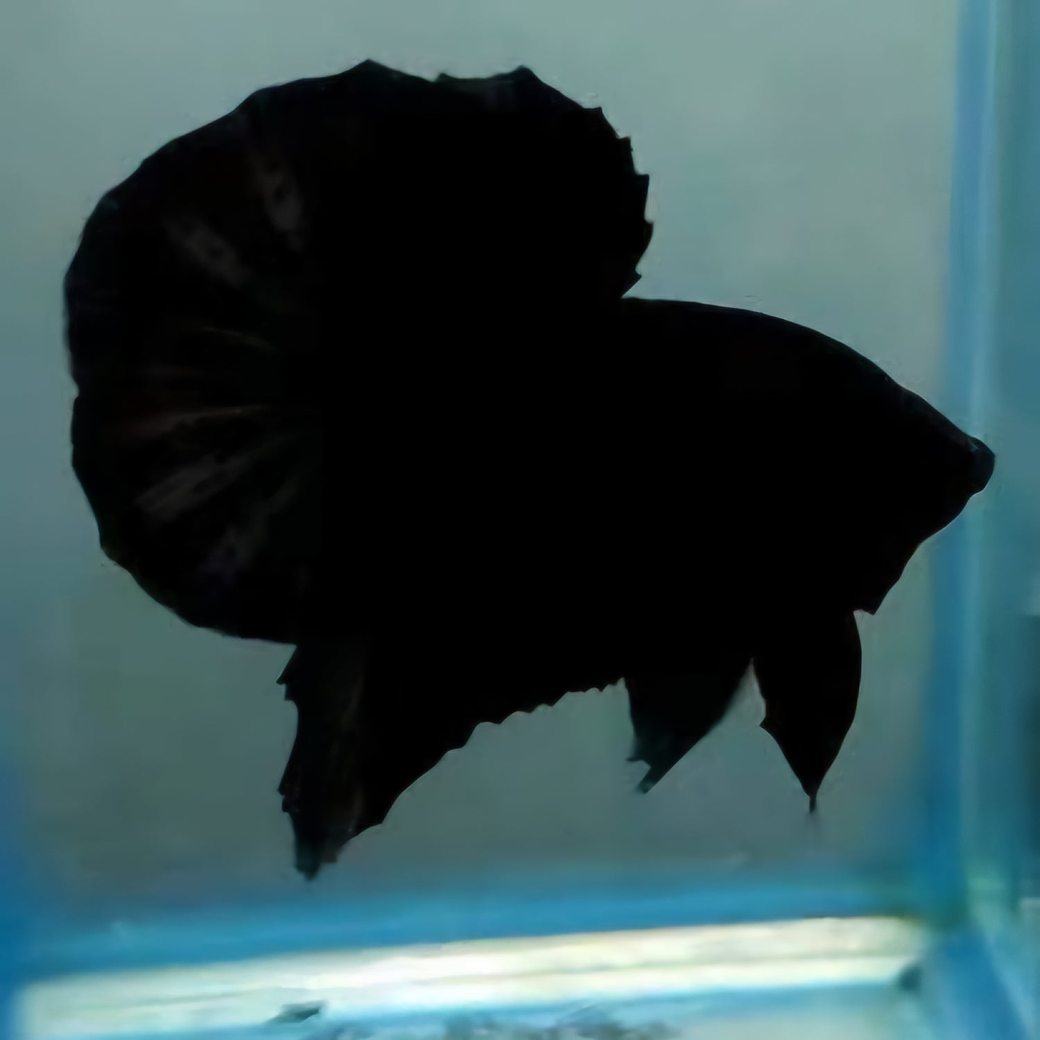 BETTA MALESIA