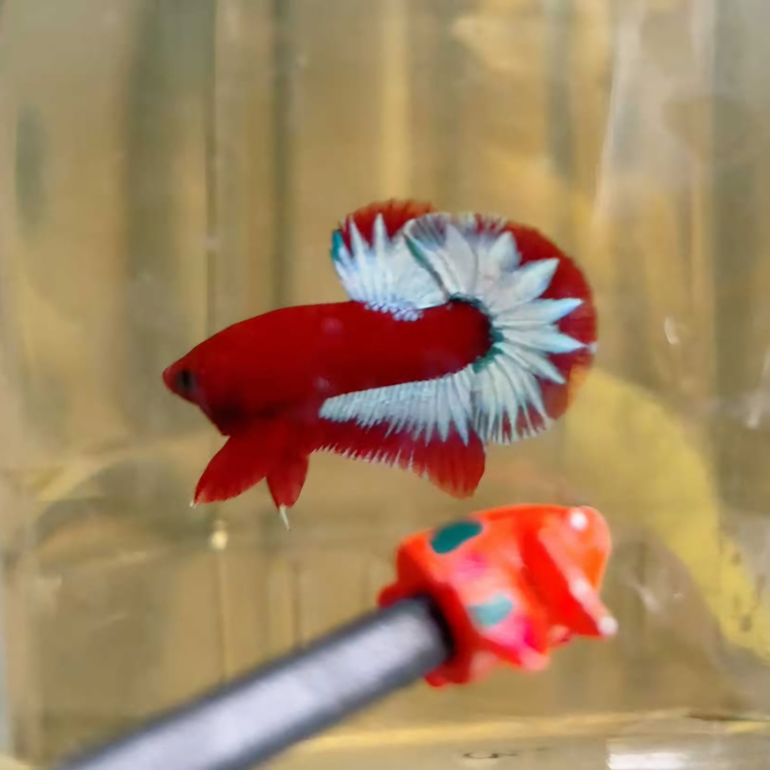 VIETNAMESE BETTA