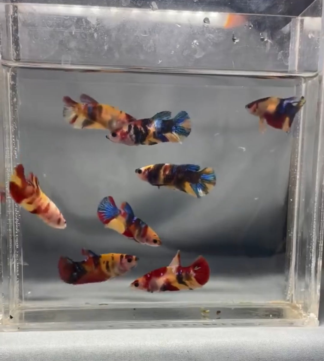 BETTA FEMMINE