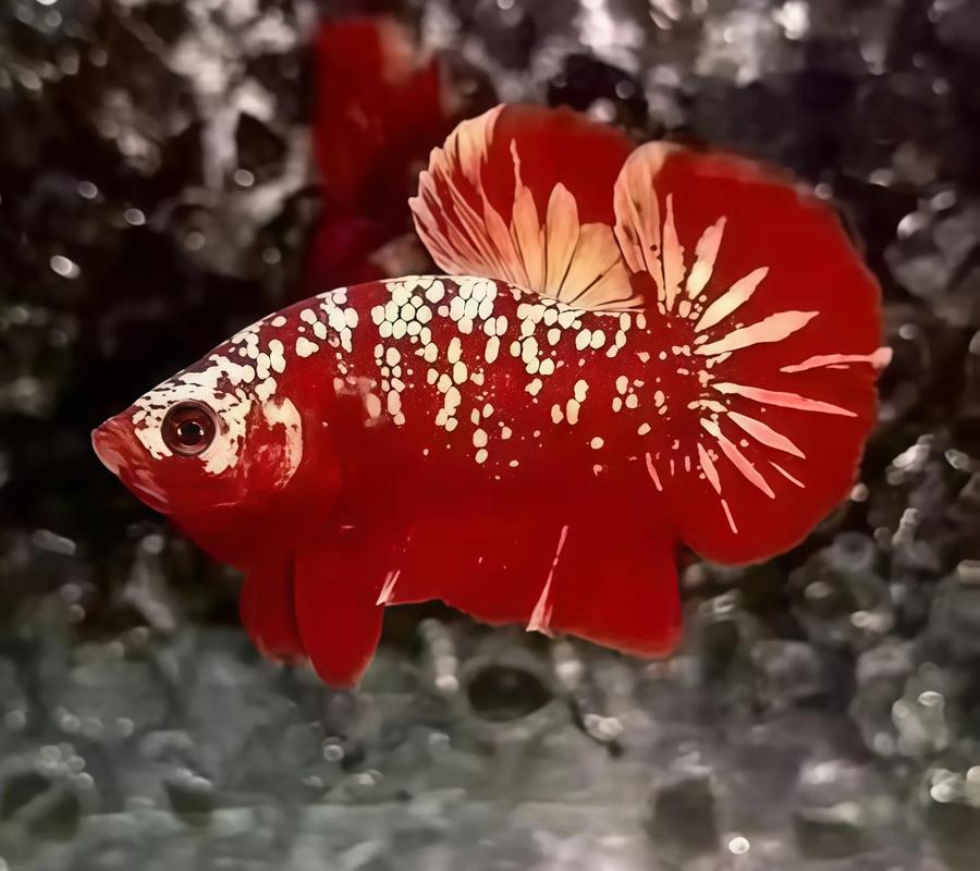 BETTA INDONESIA