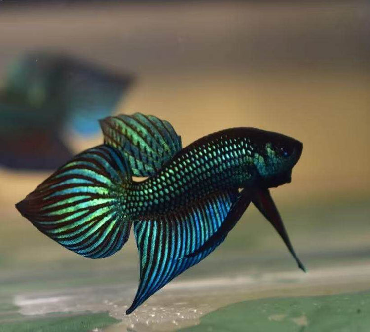 BETTA WILD THAILANDIA