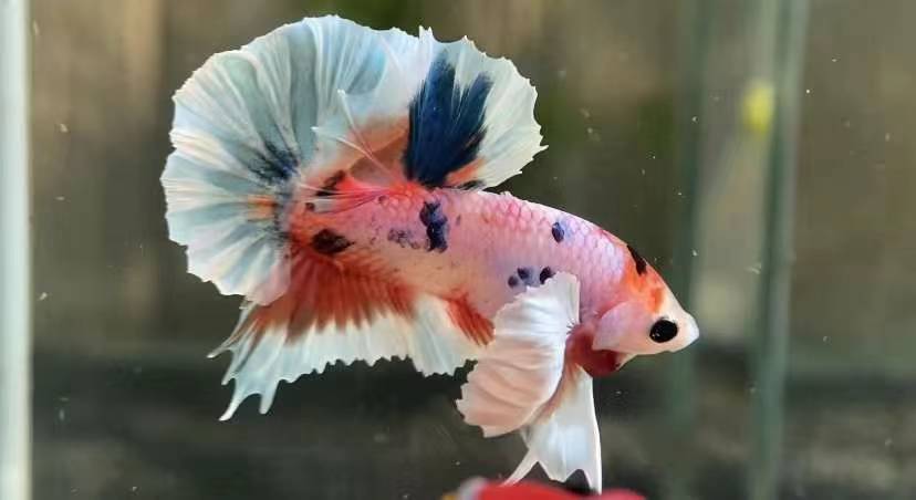 DUMBO BETTA THAILANDIA