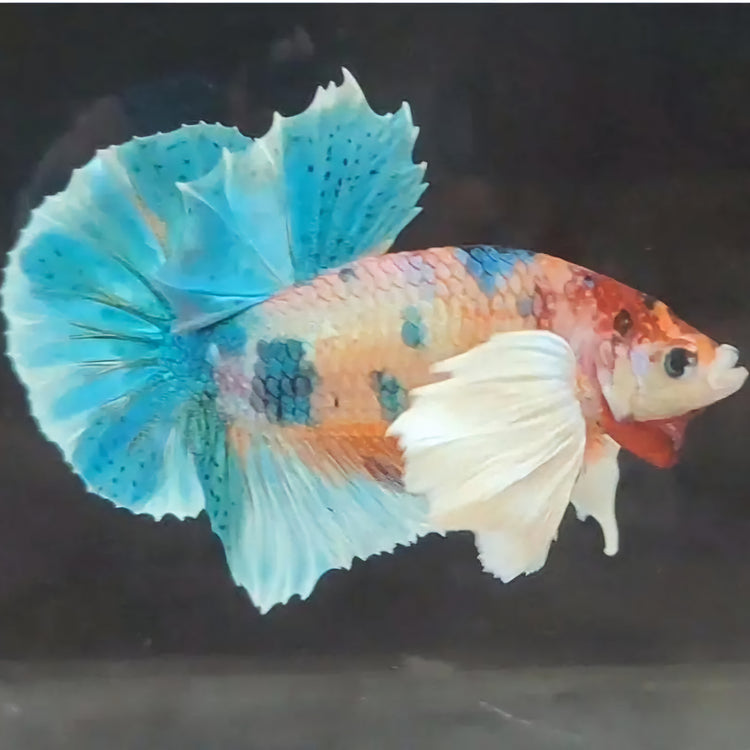 DUMBO BETTA THAILANDIA