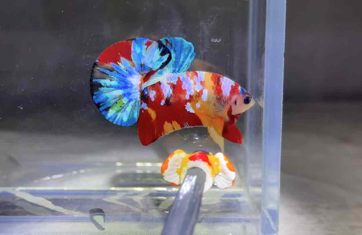 BETTA PK THAILANDIA
