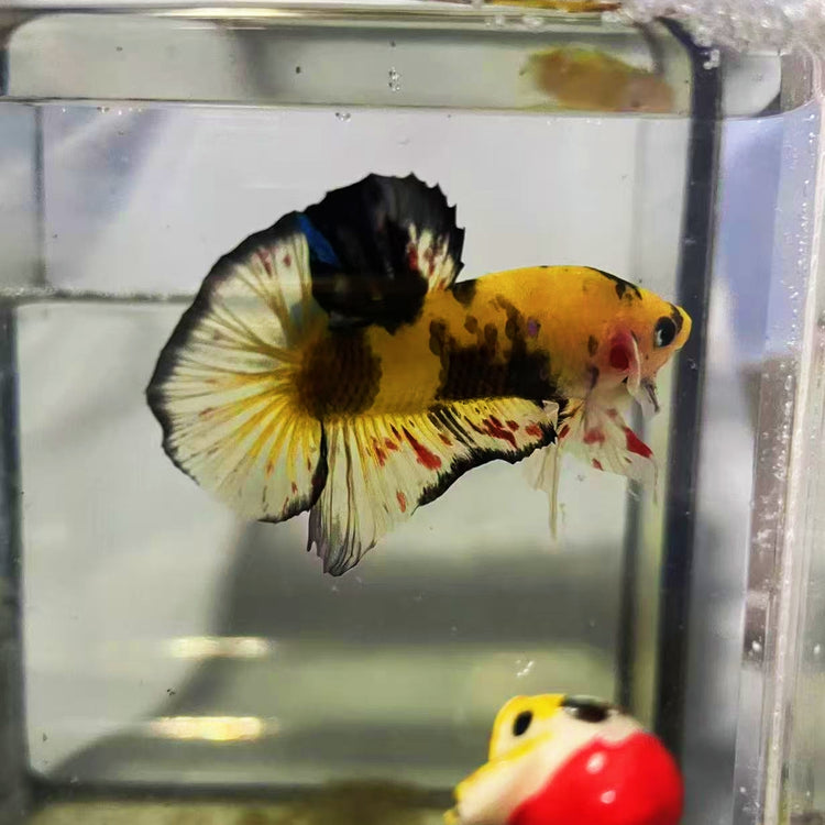 BETTA PK THAILANDIA