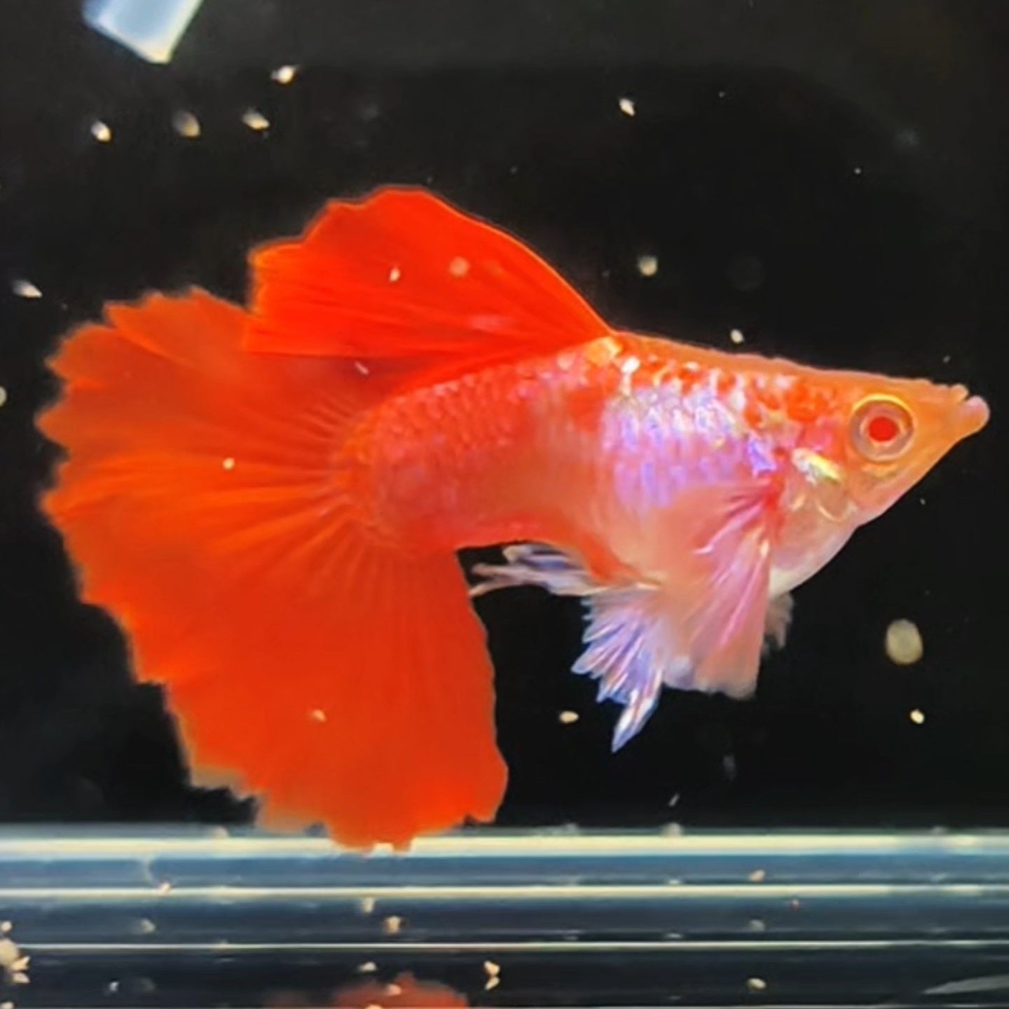 GUPPY E MOLLY