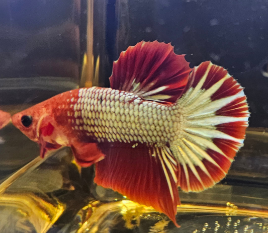 RED FCCP 07