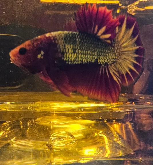 RED-BLUE FCCP 04