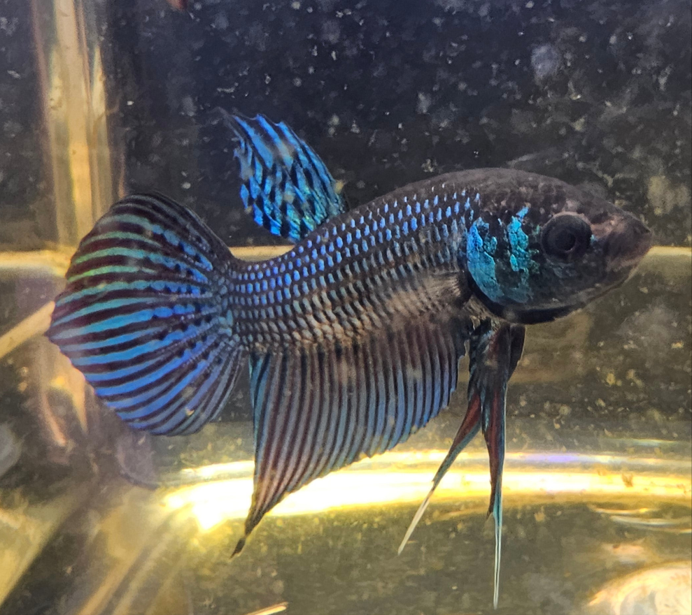 MAHACHAI WILD BETTA 06 (CODA CHITARRA)