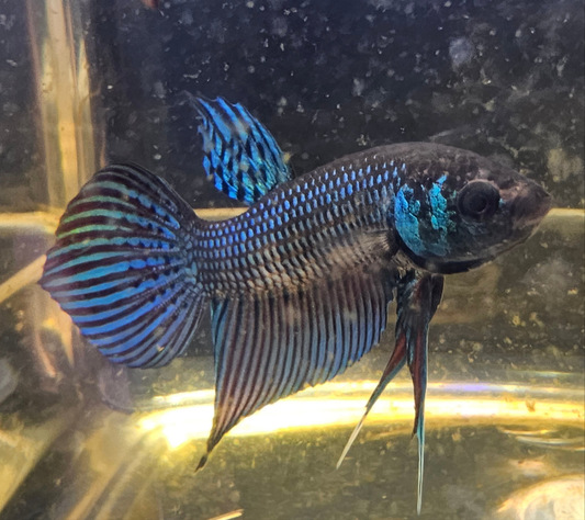 MAHACHAI WILD BETTA 06 (CODA CHITARRA)