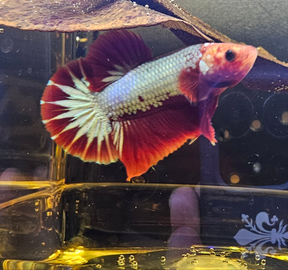 RED FCCP 03