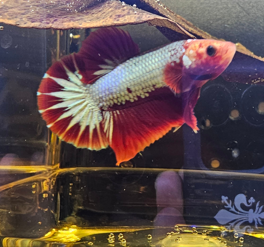 RED FCCP 03