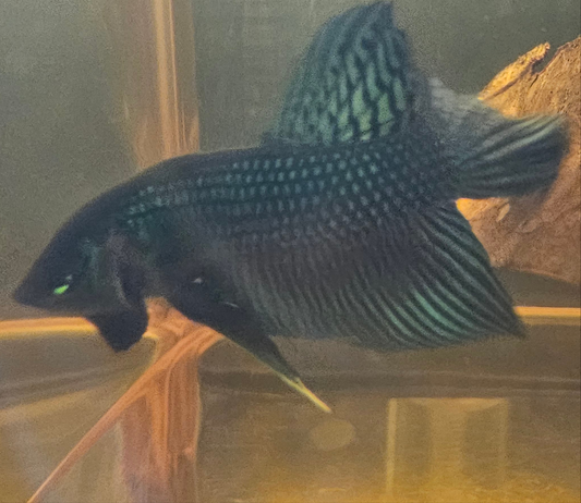 MAHACHAI WILD BETTA 07 (CODA CHITARRA)