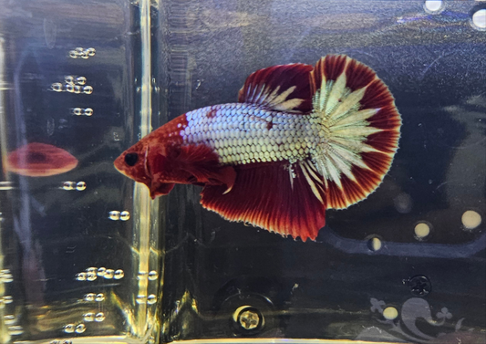 RED FCCP 01