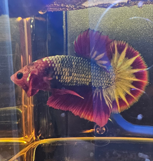 RED-BLUE FCCP 04