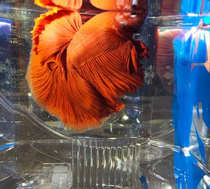 SUPER FULL RED HM (M)250901