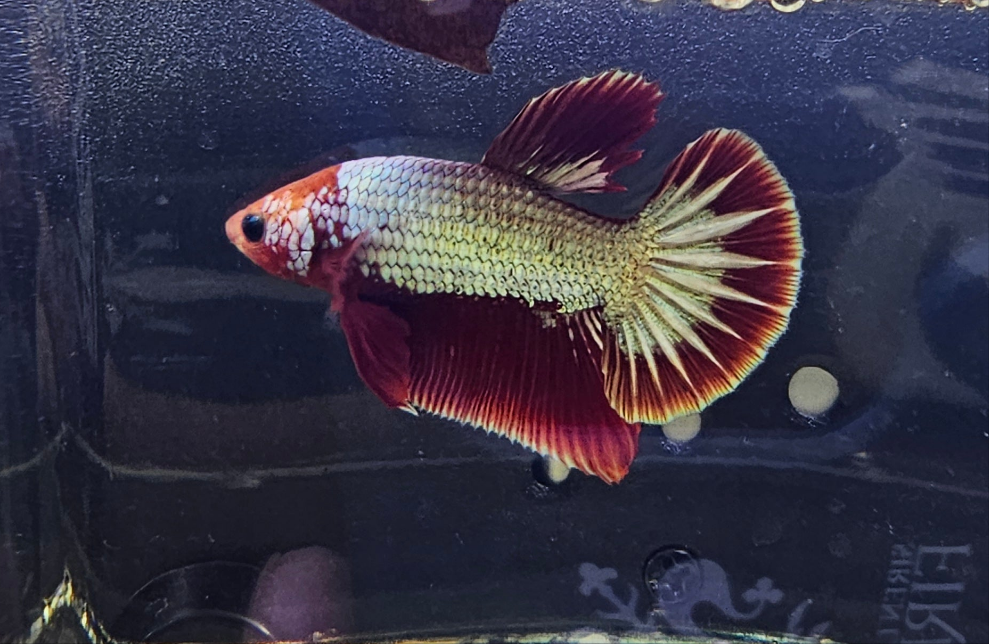 RED FCCP 02