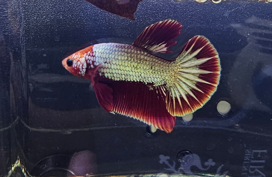 RED FCCP 02