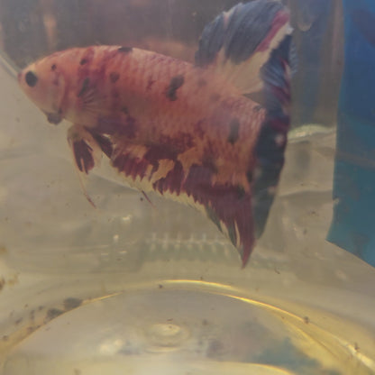 CANDY GIANT 7+/8CM 糖果巨斗将军251239