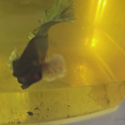 COPPER DUMBO HALFMOON (ROSE TAIL)/玫瑰尾铜色大耳半月251013