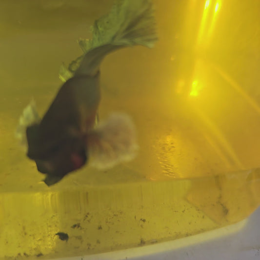 COPPER DUMBO HALFMOON (ROSE TAIL)/玫瑰尾铜色大耳半月251013